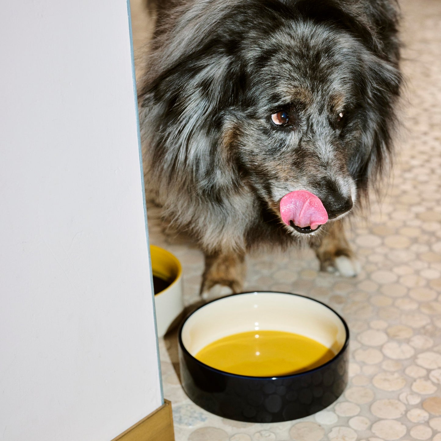 HAY Dogs Bowl Hunde Fressnapf L large gelb blau